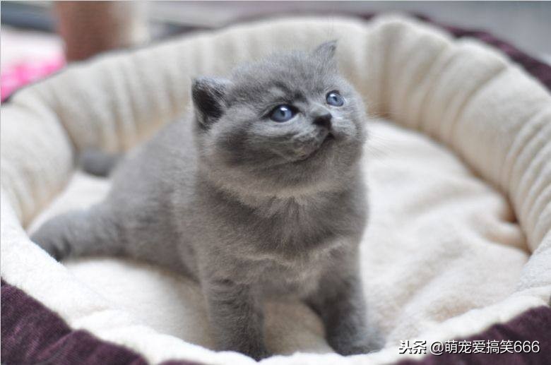 猫咪生病的12种表现铲屎官必知,猫咪怎么样是感冒了