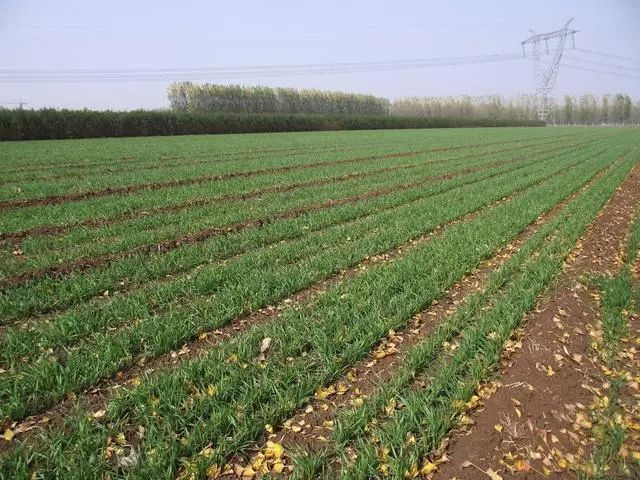 小麦枯萎发黄死苗怎么回事,小麦发黄有死苗什么原因怎样治