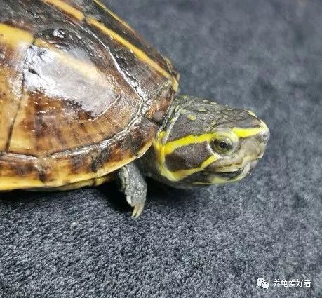 乌龟的冷知识搞笑,龟冷知识