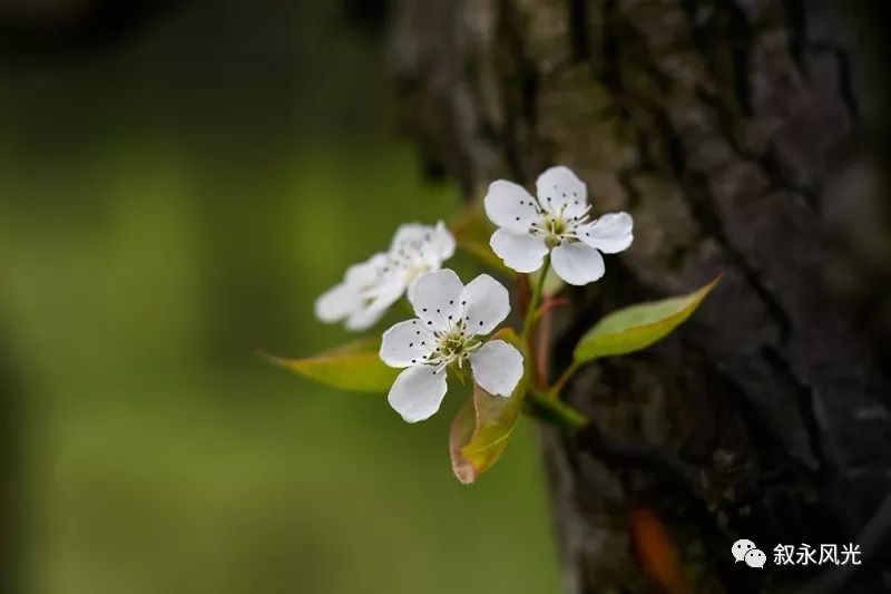 千树万树梨花开风景欣赏,千树万树梨花开美景可以去哪欣赏