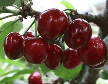 国内樱桃和进口车厘子的区别,山东大樱桃和车厘子有什么区别