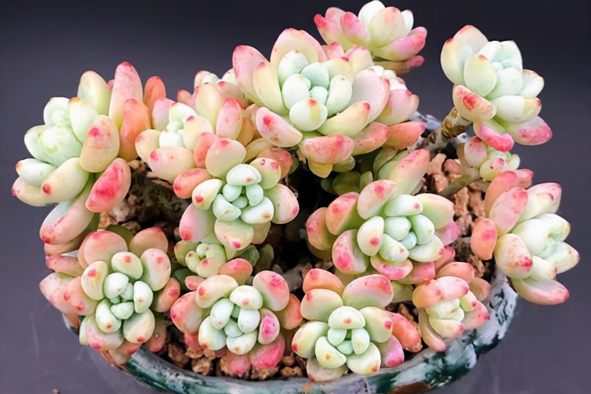 旋叶姬星美人多肉有香味吗,自带香味的多肉推荐