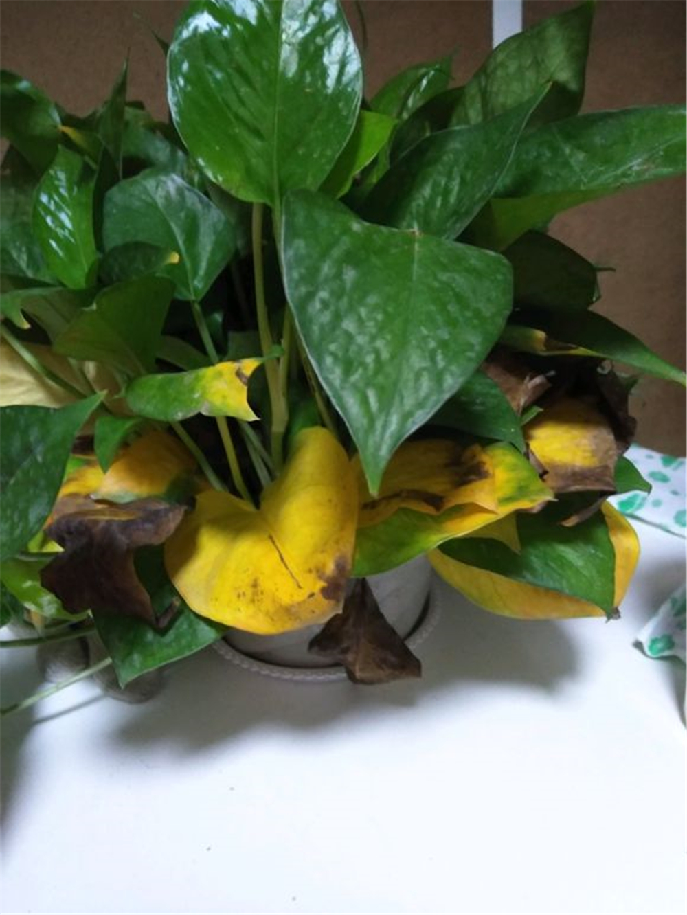 除甲醛全屋种满绿萝,客厅绿萝盆栽室内吸甲醛净化空气