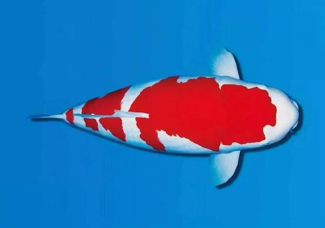 锦鲤鱼池养鲤知识,锦鲤鱼饲养攻略