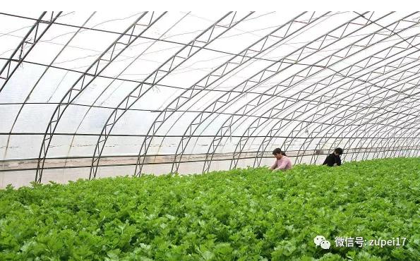 小型温室大棚用什么样的大棚,塑料大棚对比玻璃大棚