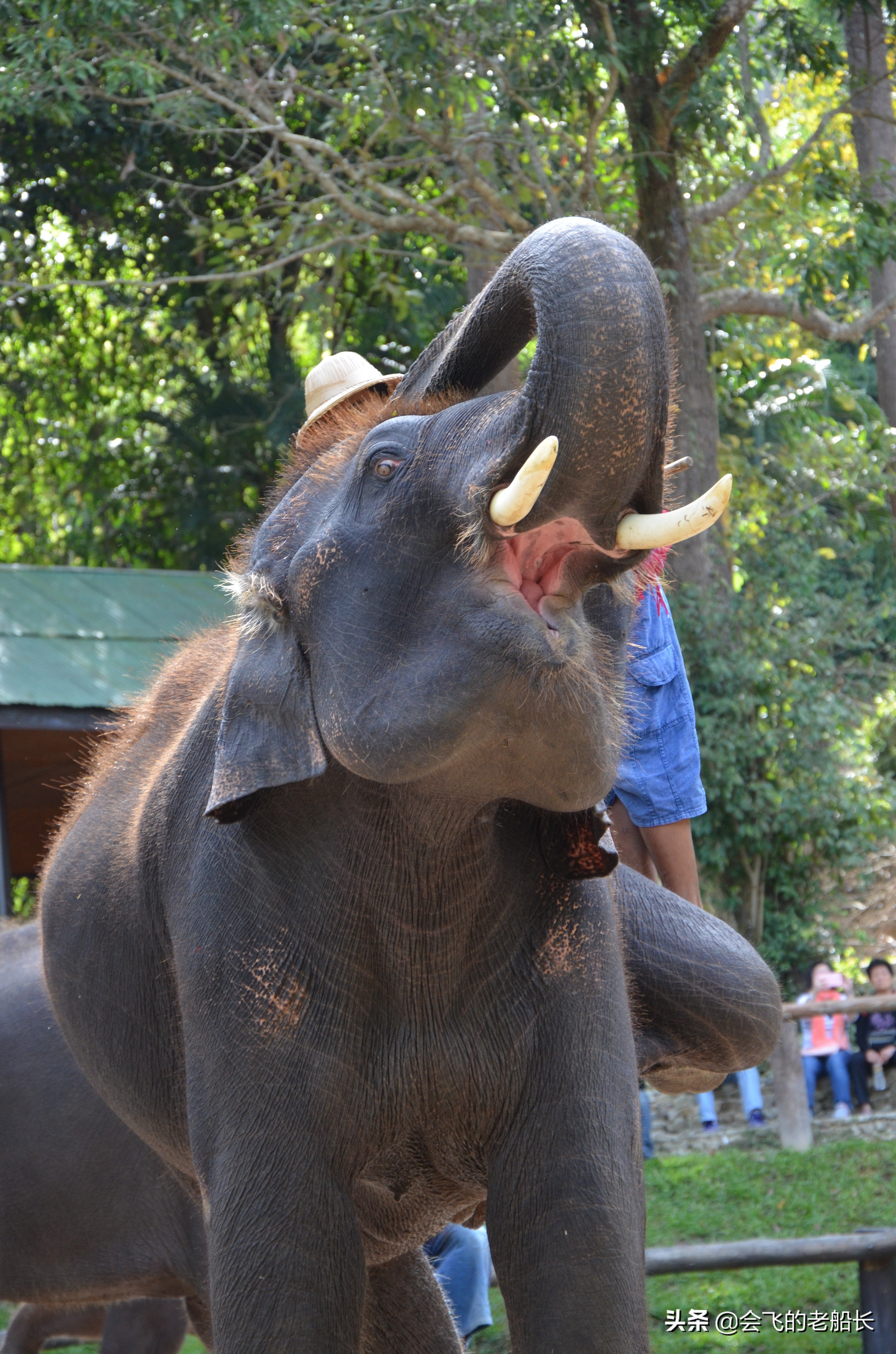 那头会作画的神奇大象经历了三道永远的痛苦，你会让孩子这样吗？