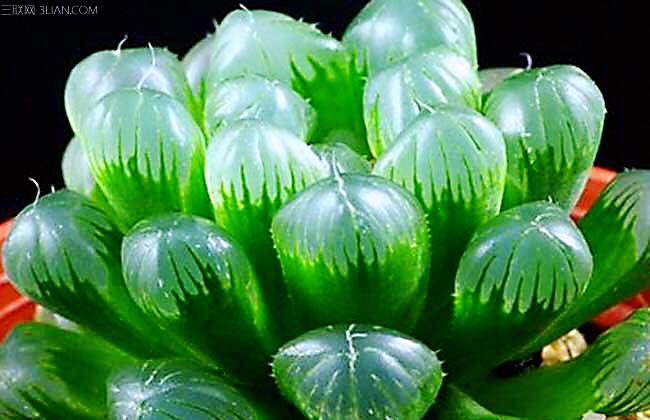 冰灯玉露防辐射彩色多肉植物,超大母本冰灯玉露多肉植物