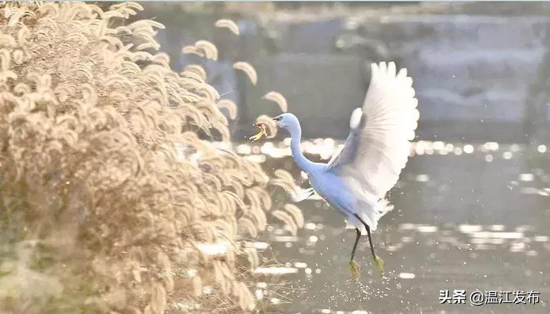 温江区十四五规划要做的十件大事,干大事