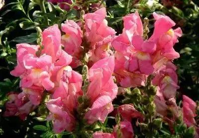 100种花的花语以及送花礼仪分享,100种花的名字和图片带花语