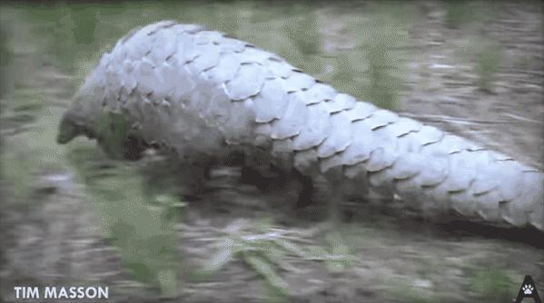 没有买卖就没有伤害的出处,没有买卖就没有伤害动物