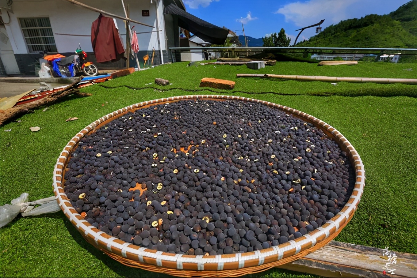 丽水上热搜,浙江丽水现萤火虫星海