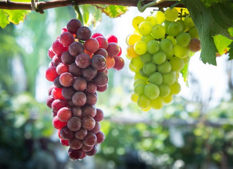 关于葡萄的古诗词有哪些,描写葡萄的古诗词名句