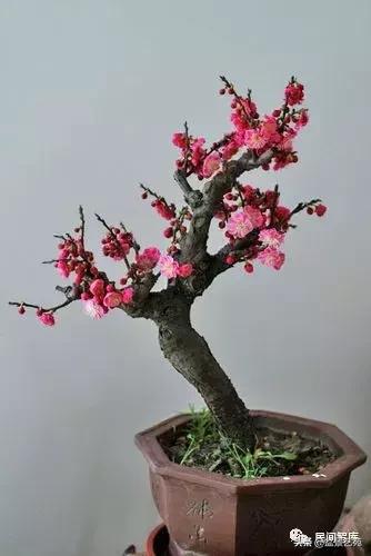 姊呰姳鐩嗘櫙浠锋牸,榫欐父姊呰姳鐩嗘櫙