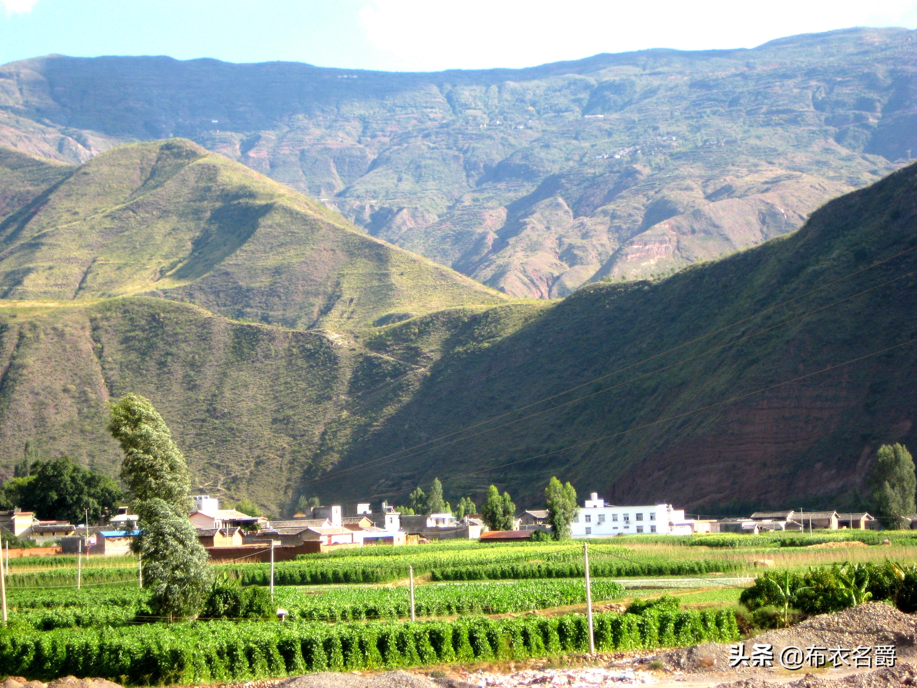 论治缺硒性仔猪水肿病