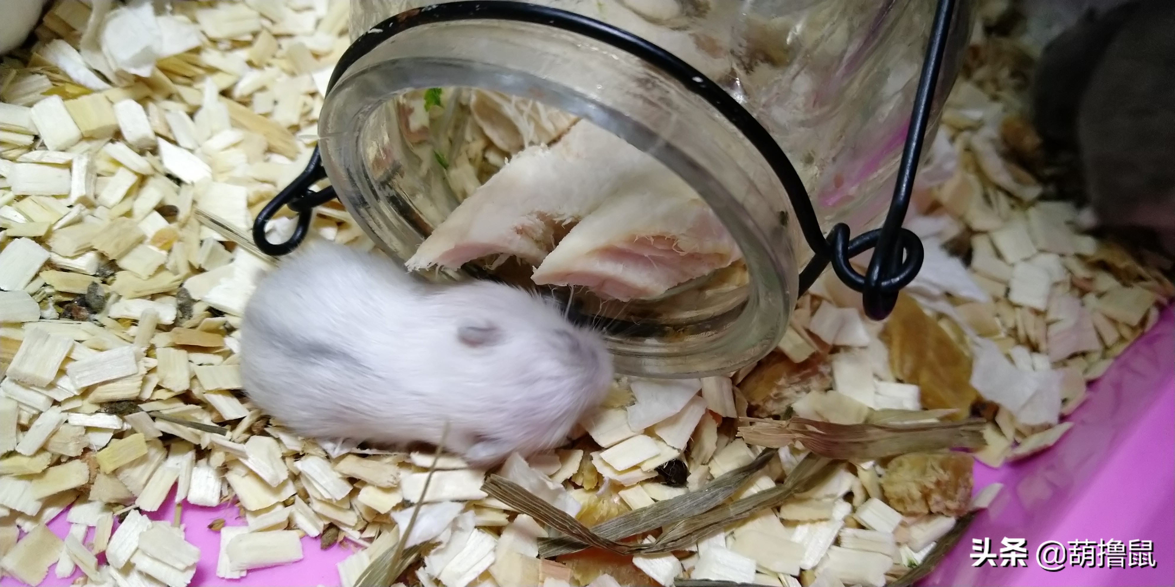 仓鼠怀孕后的注意事项,仓鼠生育注意什么事项图片