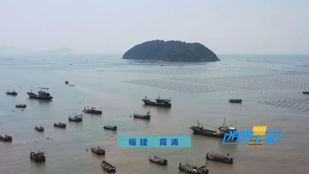 霞浦的海鲜真是便宜又好吃,霞浦真正便宜好吃的海鲜哪里吃