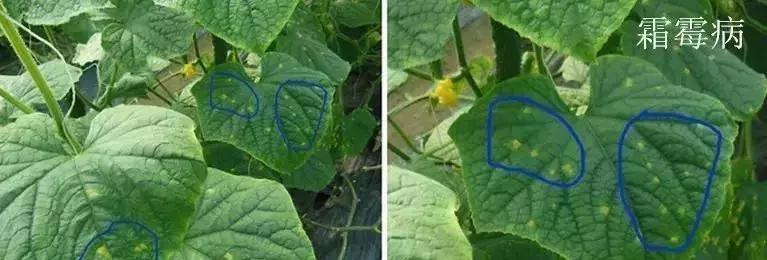 白芨病害及防治,白粉病用药防治