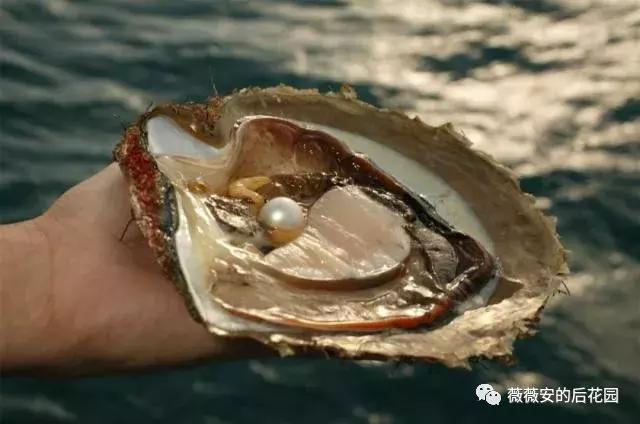 vivian楂樼骇鐝犲疂瀹氬埗,vivian鐝犲疂閽荤煶