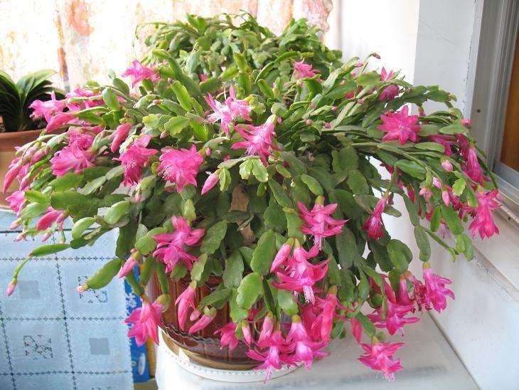 适合一年四季养的花室内,客厅养几盆绿植最好呢