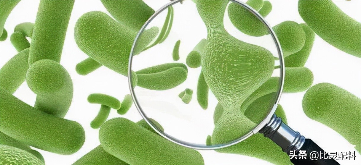 灭活植物乳杆菌耐高温,植物乳杆菌能否应用于婴幼儿产品