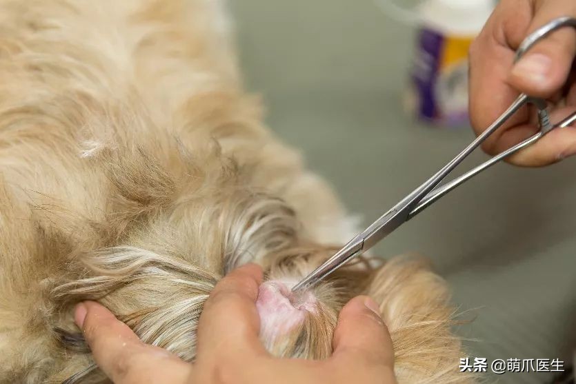 给猫狗清洁耳道切勿用镊子缠棉花捅插，这样做才是正确做法