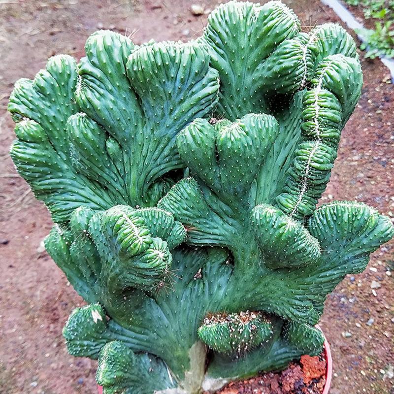 钁辩繝鎸烘嫈,娴峰崡浜旀寚灞辨嘲鍥藉北绔规爲