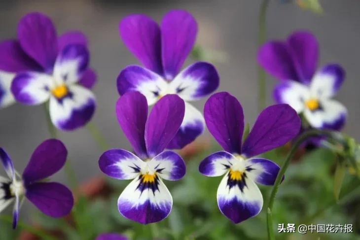 小兔子为什么有不同颜色的眼睛,为什么小兔子都那么可爱