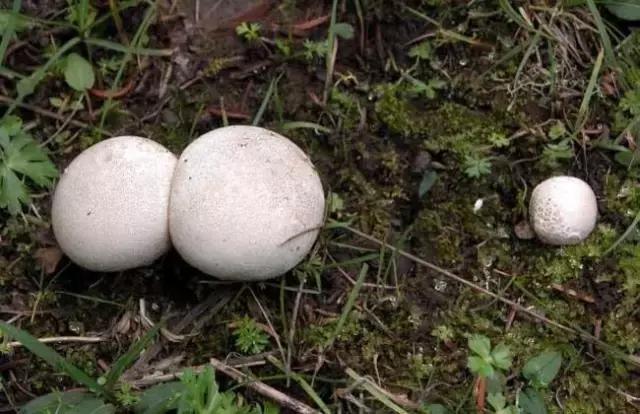 我国很多成语与植物有关,汉语成语中的植物文化