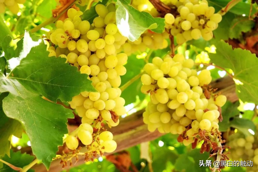 吐鲁番冬天哪里最热,天气太热了新疆吐鲁番