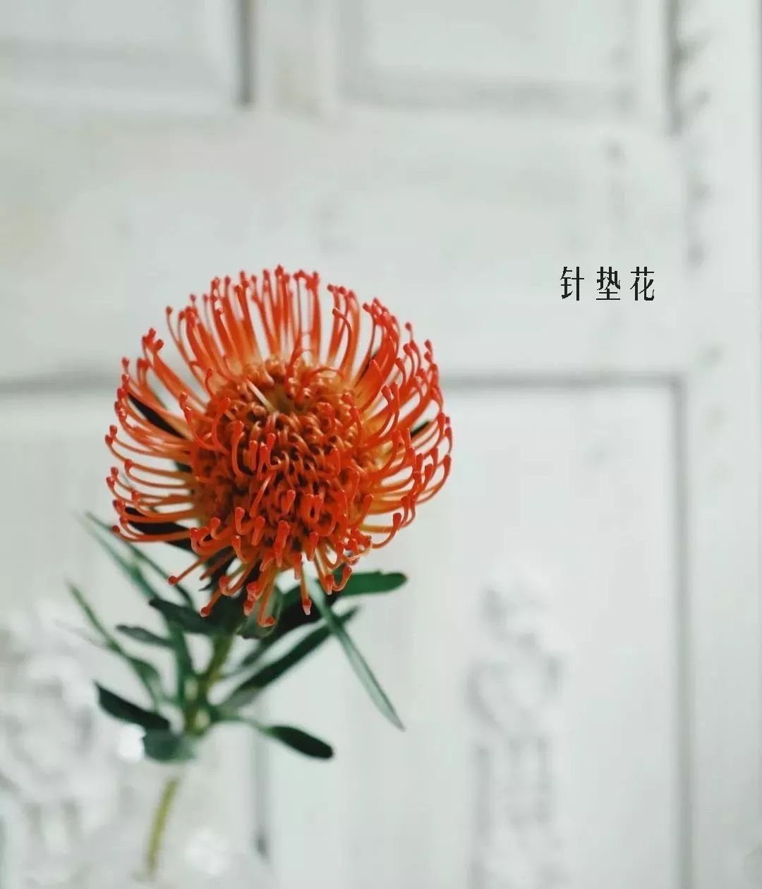 鲜花店常见花材品种大全,花店里同款的两种不同价格的花材