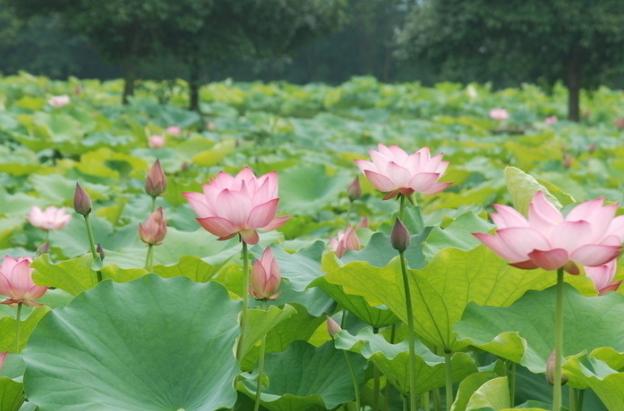 带芯的干莲子可以种出来莲花么,一颗莲子
