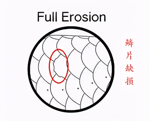 龙鱼疾病治疗视频,龙鱼常见病100种