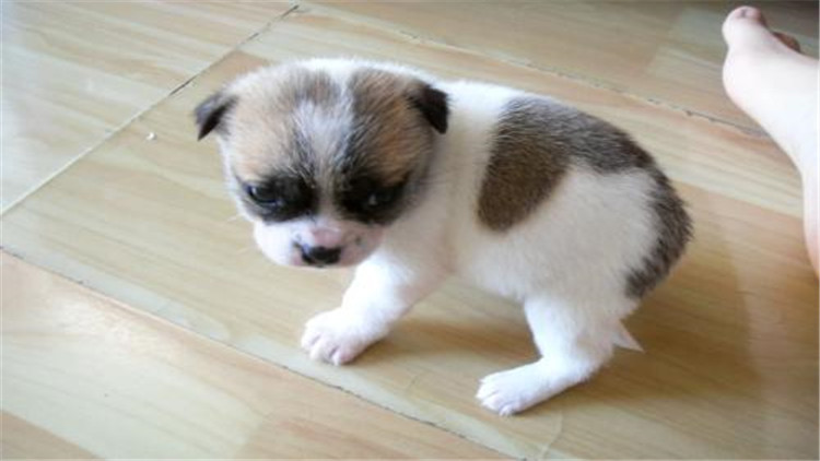 母宠物犬发情怎么缓解,母小型犬发情爬跨如何缓解