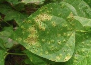 大棚芸豆的锈病怎么治疗,温室菜豆冬季水分管理