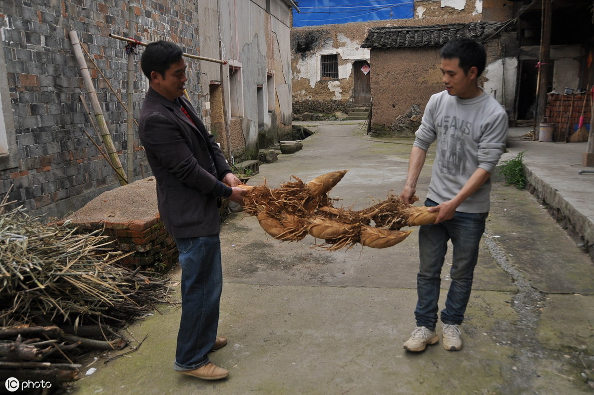 如何提高冬笋产量?做好以下四点十二个细节,增产提效益