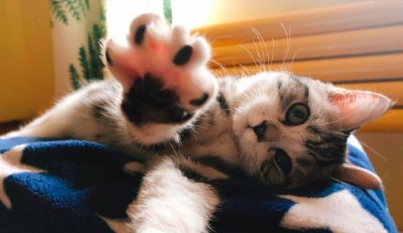 初为猫奴,新手猫奴必读