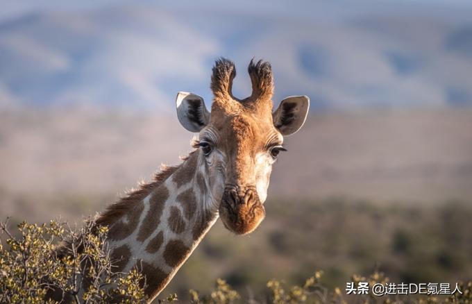 2019年新加坡护照免签国家,最新中国护照免签及落地签的国家