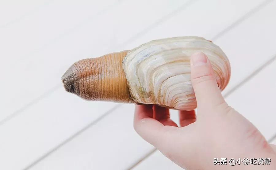 象拔蚌刺身教学,象拔蚌刺身摆盘