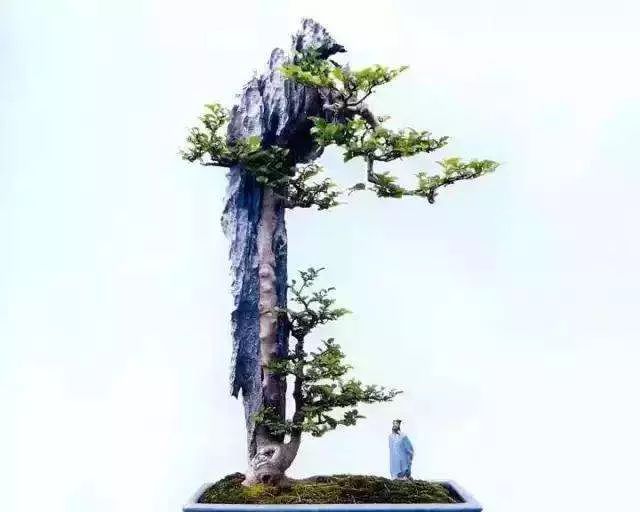 制作更加自然的附石盆景该怎么办,如何制作附石盆景图解