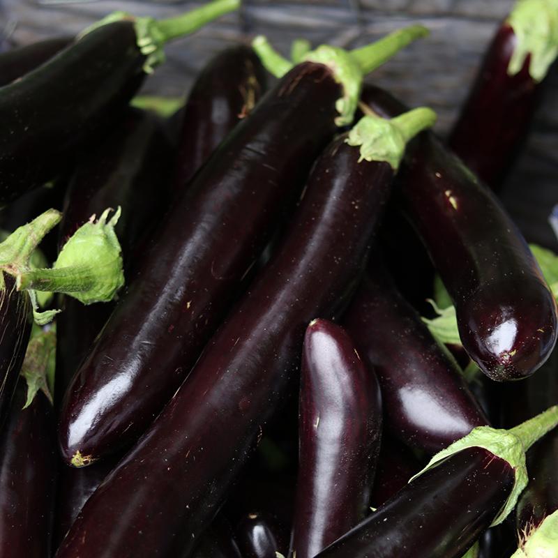 茄子是线茄还是圆茄 (茄子圆茄长茄区别)