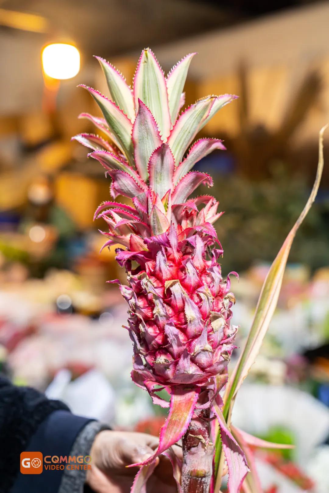 重庆最大的花市在哪里,重庆花市排名前十名