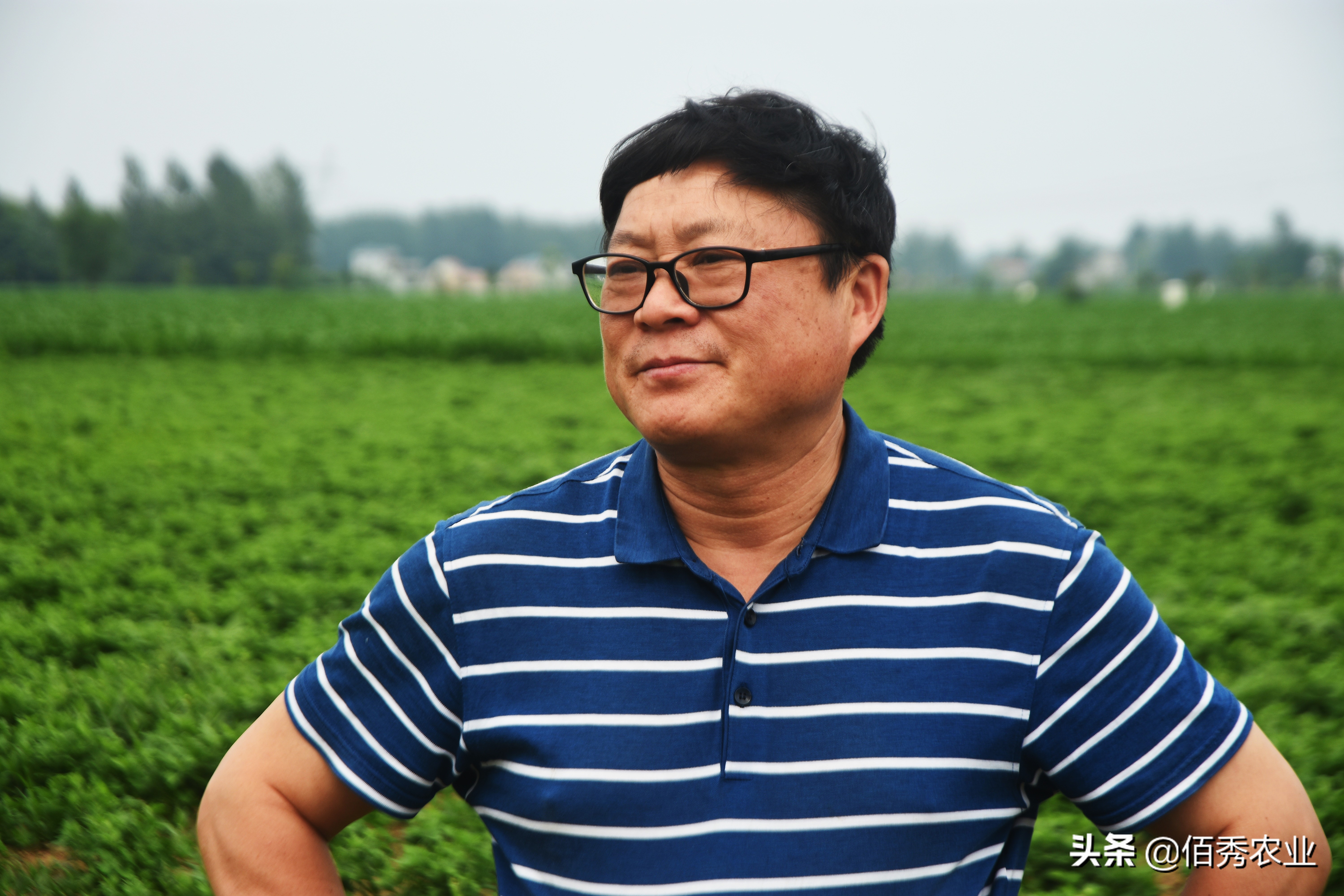 适合农村家庭种植的野菜,人工种植野菜有哪些项目