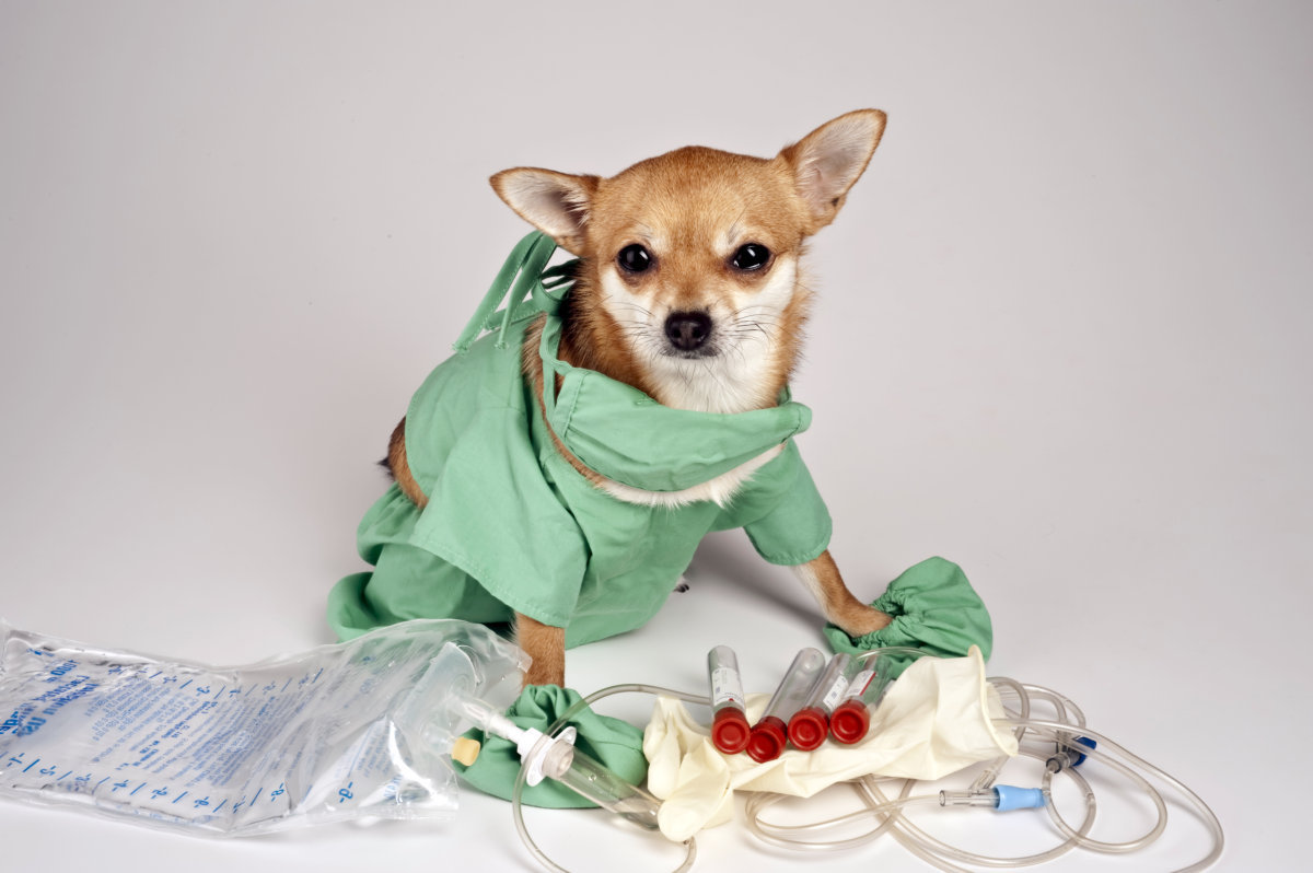 得了细小治好的还会传染吗,细小有多少治愈率