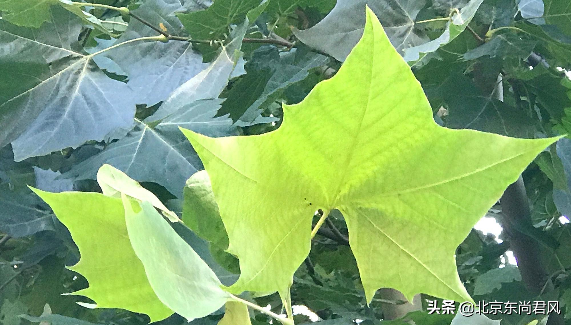 北京的特色蒙古餐厅,去不了大草原就来感受一下蒙餐