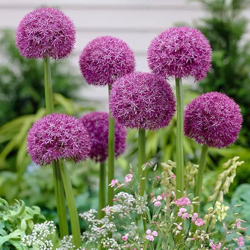 这10种耐旱花2个月不浇水,10种花养不死