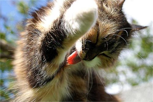 猫咪怕热怕冷是什么原因,怕热猫咪怎么过夏天