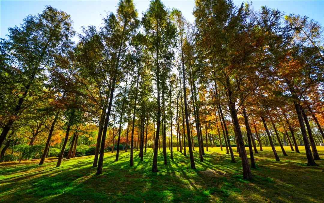 夏日好去处济南森林公园,济南森林公园雪景