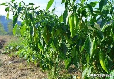 蔬菜有虫子不用农药怎样治,如何不用农药杀蔬菜上的虫