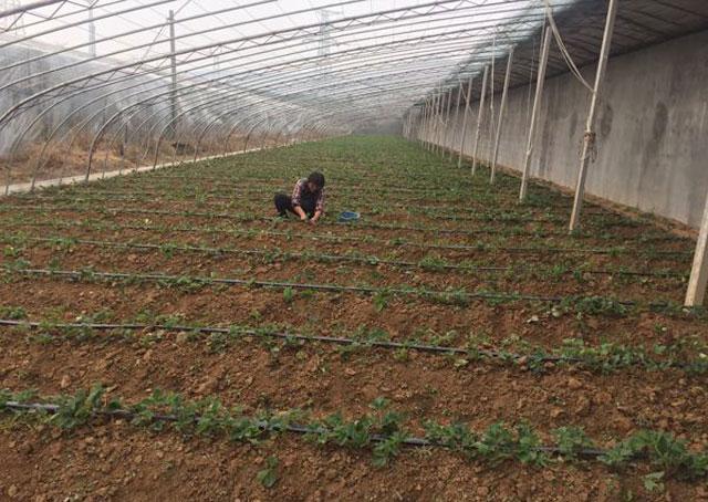 秋季大棚草莓的高产栽培技术,大棚草莓种植技术开始发展起来