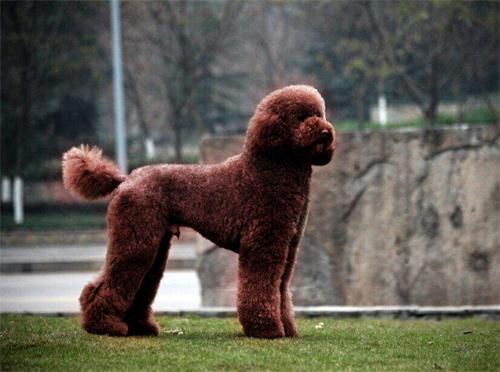 巨贵犬是不是和泰迪一样喜欢乱咬,养泰迪的3大痛苦养过的人都知道